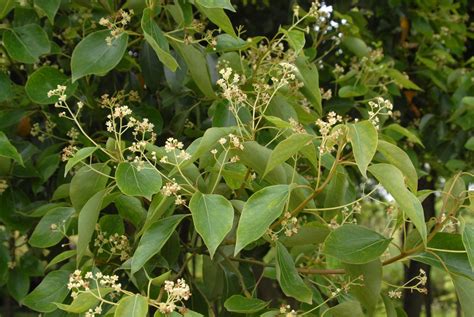 樟樹種子盆栽|2007樟樹Camphor tree Cinnamomum 種子盆栽